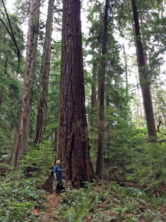 Nina looking up dougfir-LHP