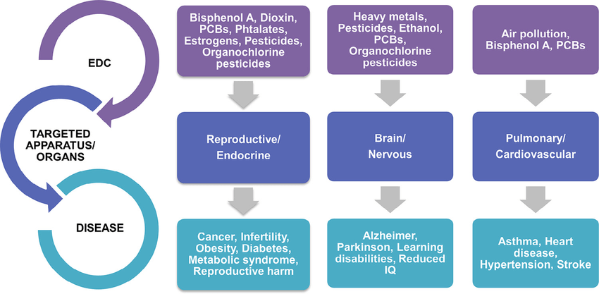 Pathways of endocrine disruptors