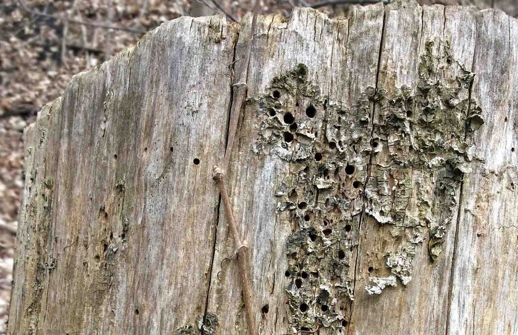 Tree-bore holes close-EDRpark