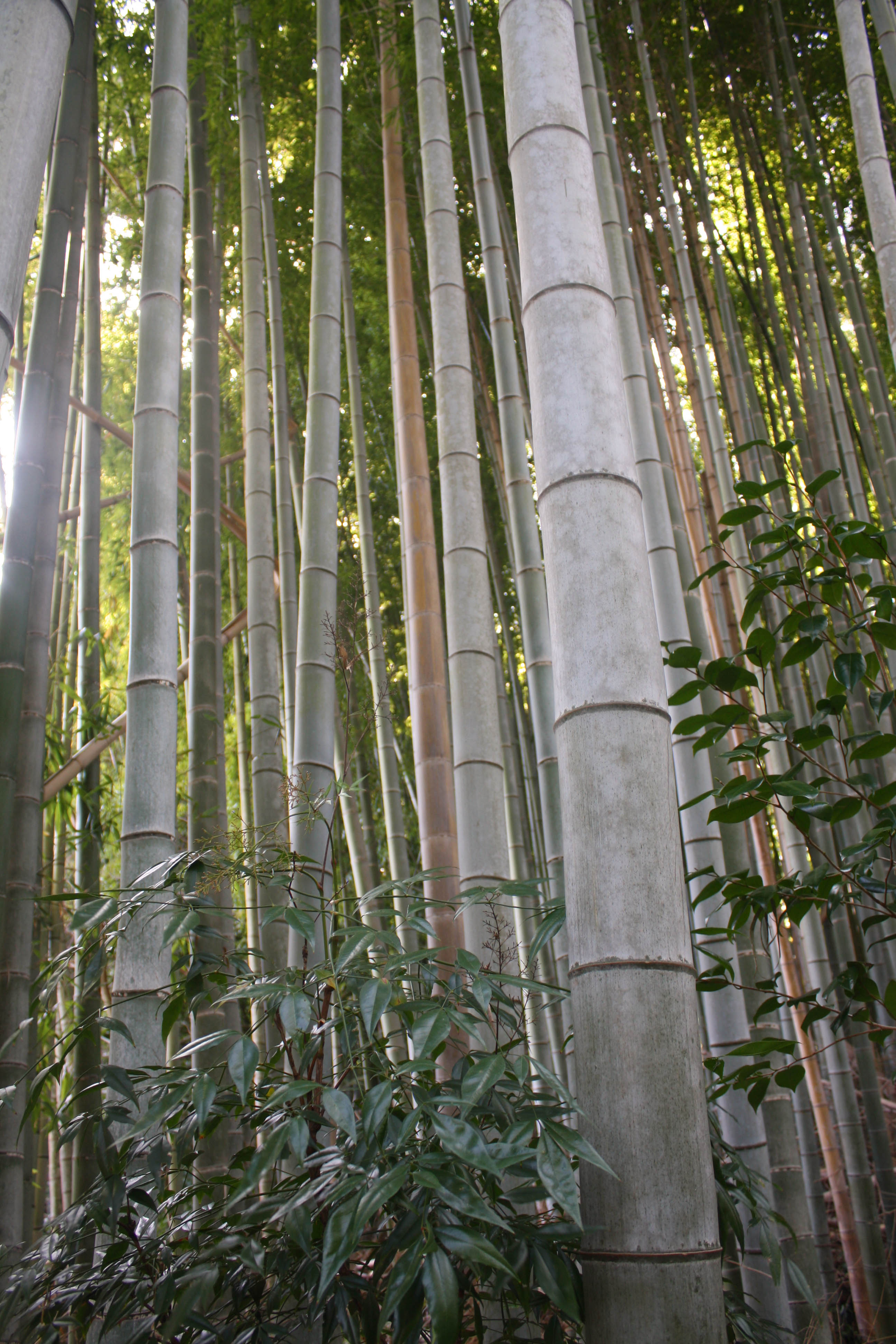 bamboo rising copy