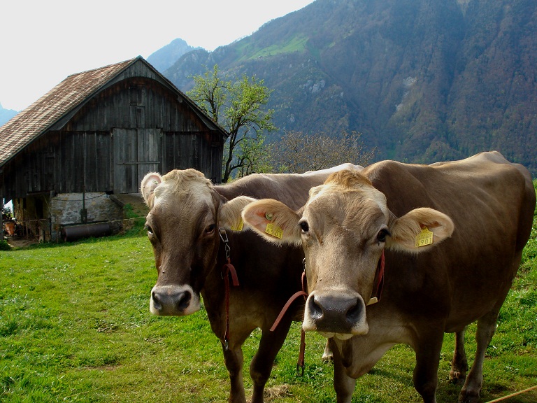 cows-seelisberg02