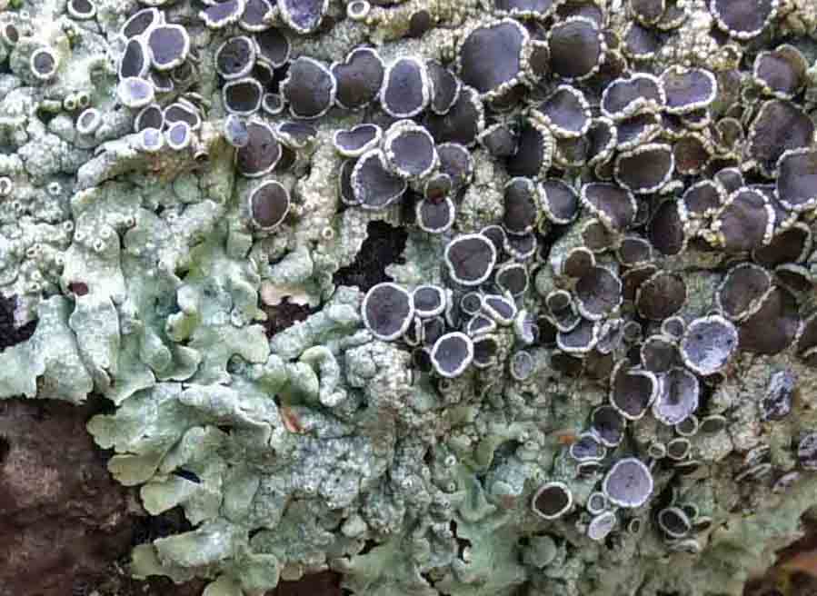 Lichen fruiting-best-2 copy