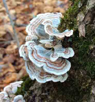 TurkeyTail fungus on tree-LR