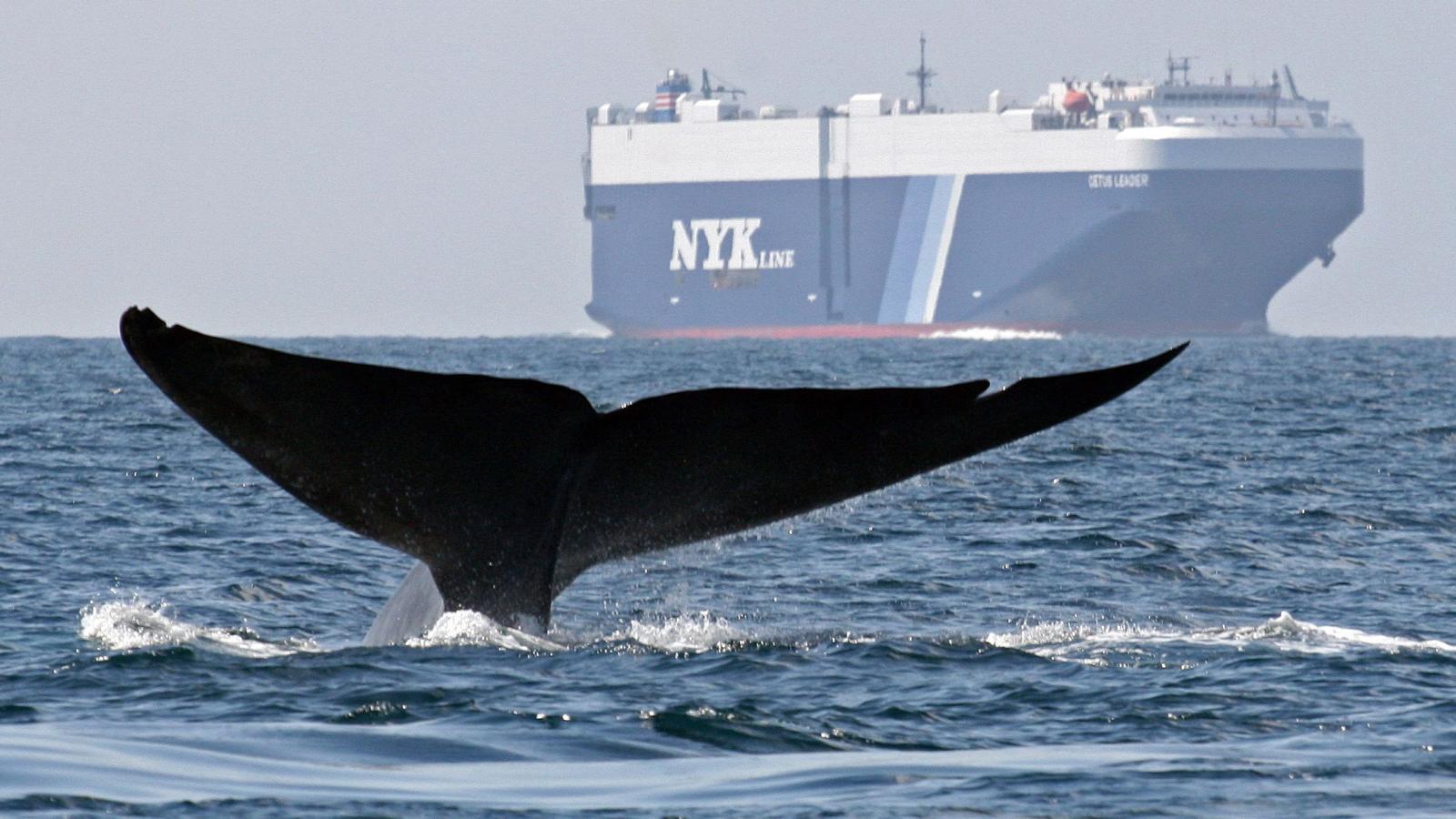 blue-whales-commercial-whaling-shipping-population-endangered-species-ocean-sea-whale-whaling-hunting-recovery
