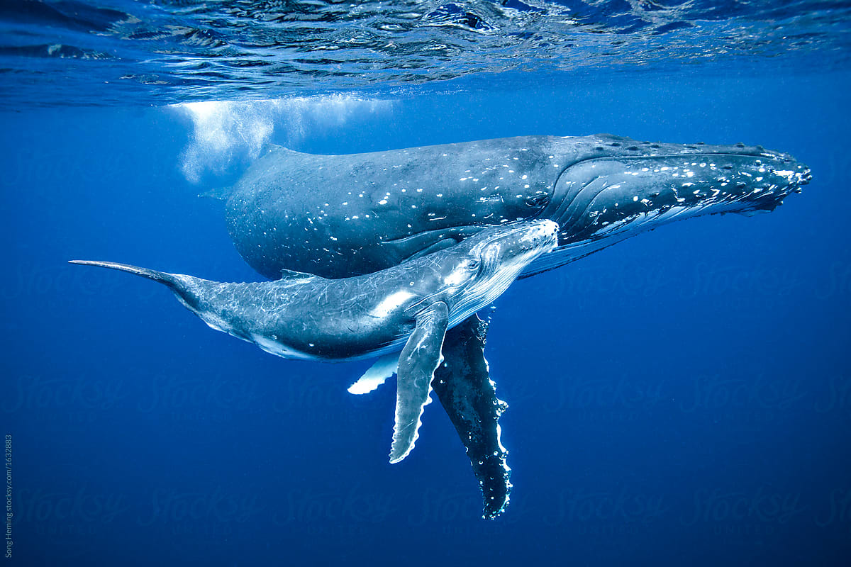 mother calf humpback whale