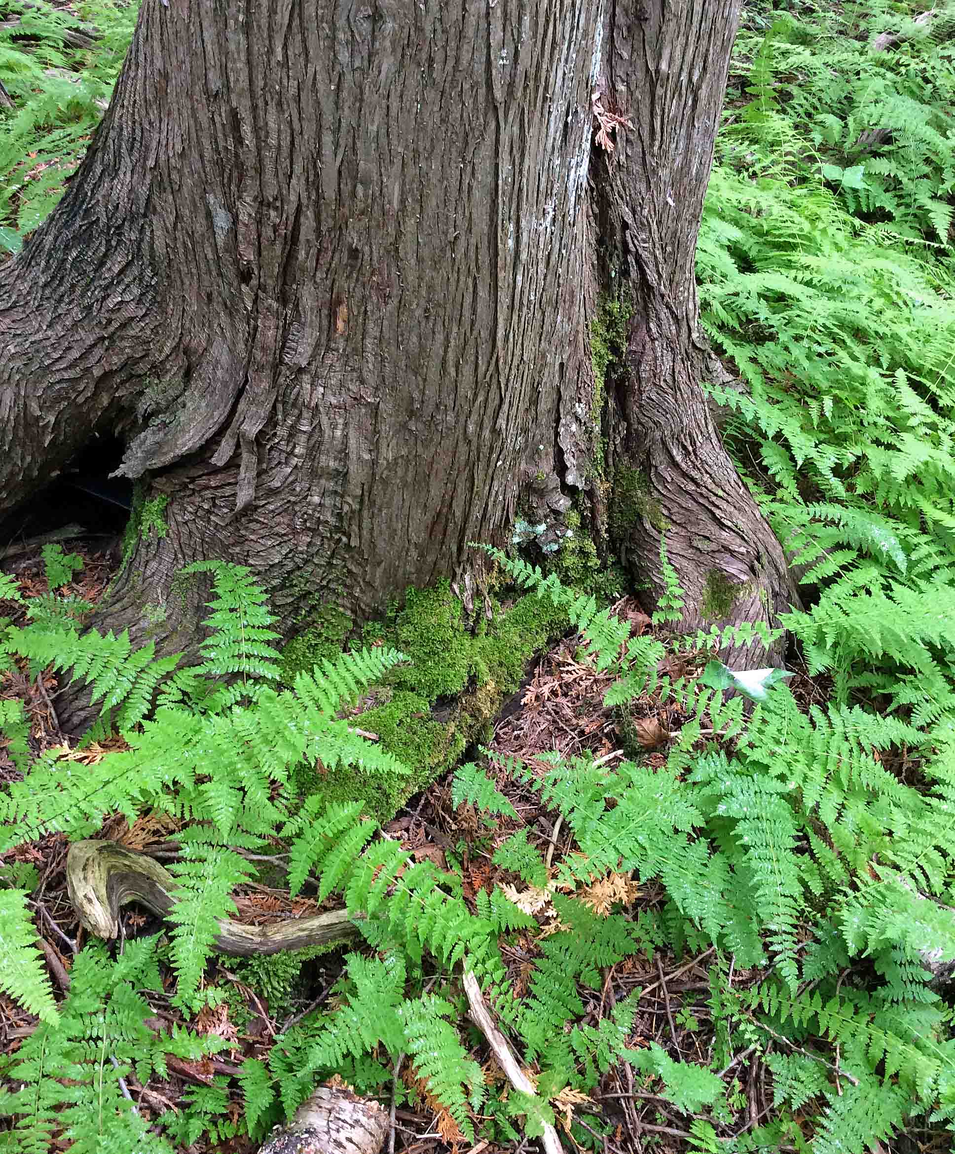 Fern woodfern Cedar JC