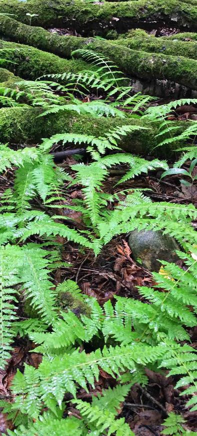 Fern woodfern moss logs JC