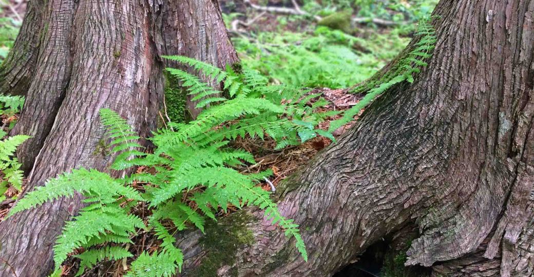 Fern woodfern two Cedars wide JC