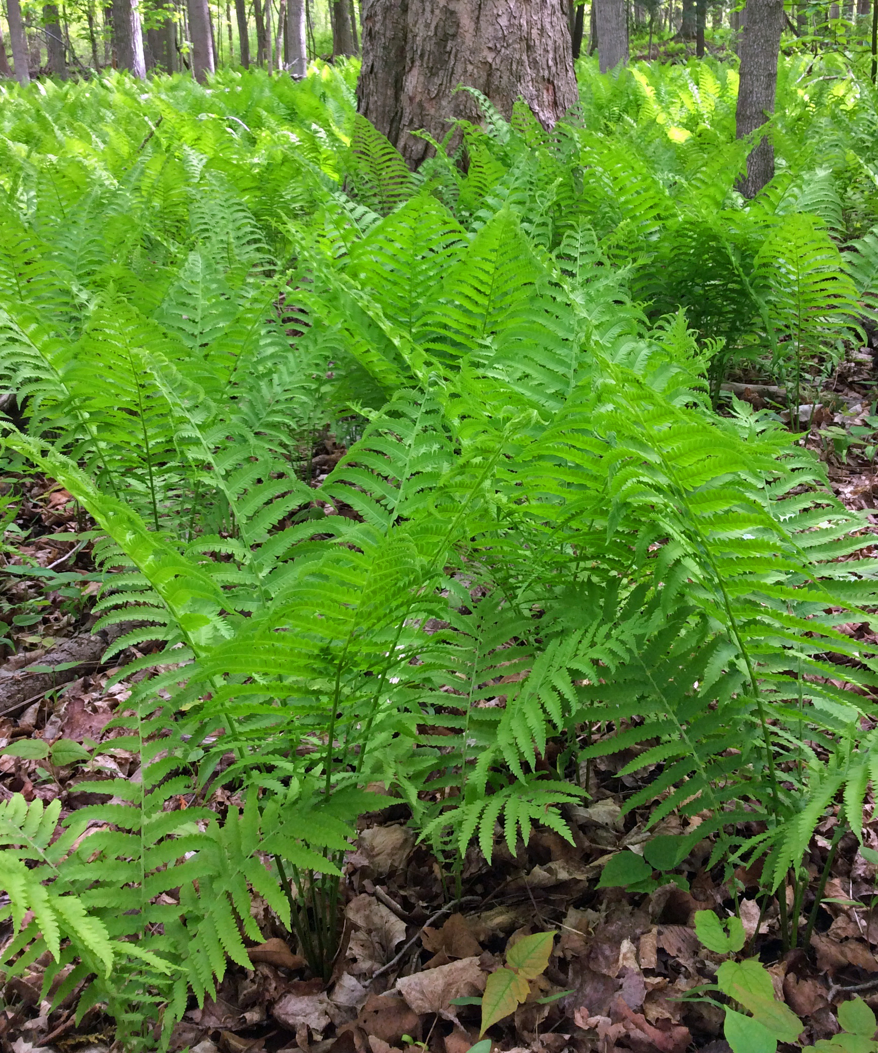 Ferns ostrich forest LR