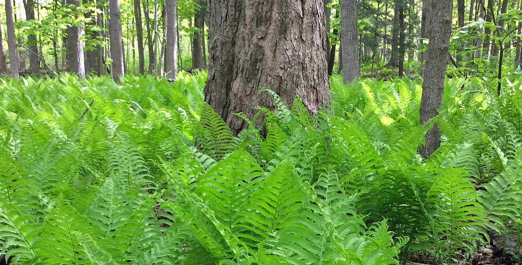 Ferns ostrich forest oak LR