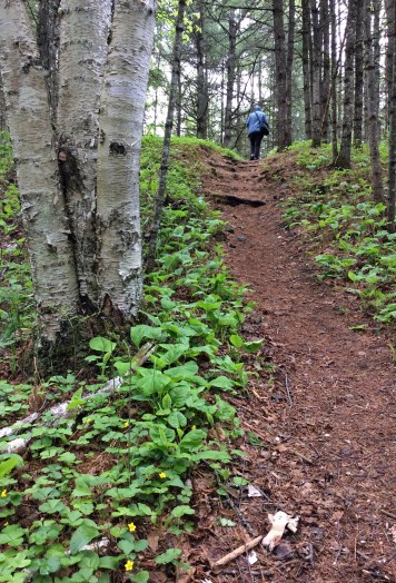 Path birch PPP