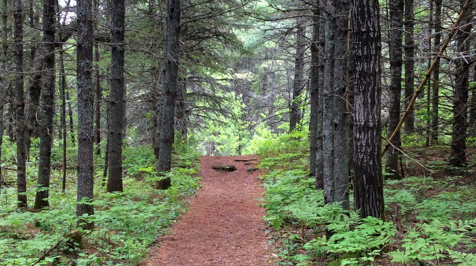 Path pine forest wide PPP