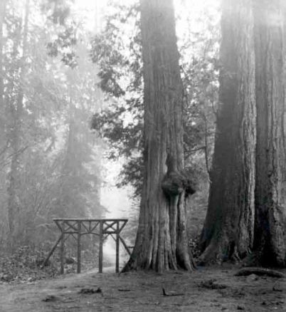 RemainingSevenSister burl