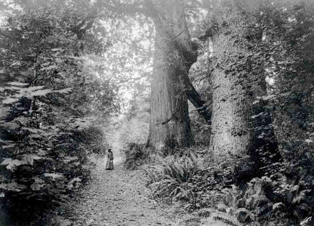 Victorian woman giant trees 1901