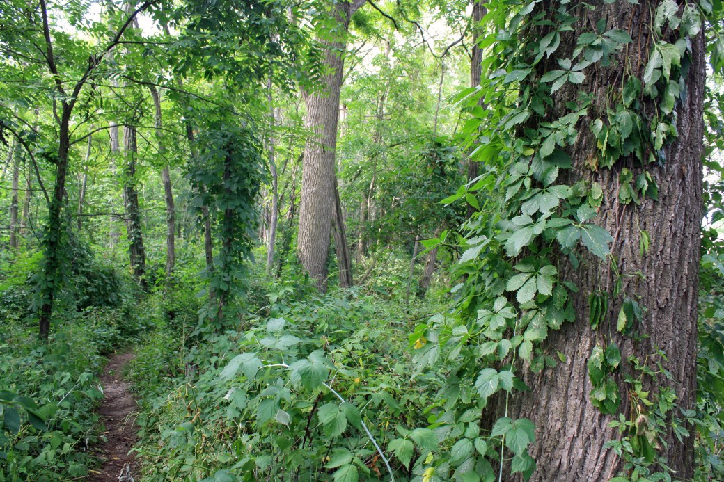 Forest path blackwalnut virginia creeper warm Pb