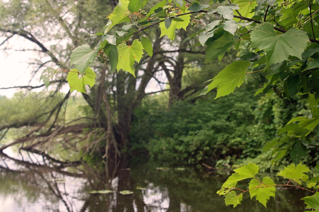 Grapevine-dogwood 2 willow water TC
