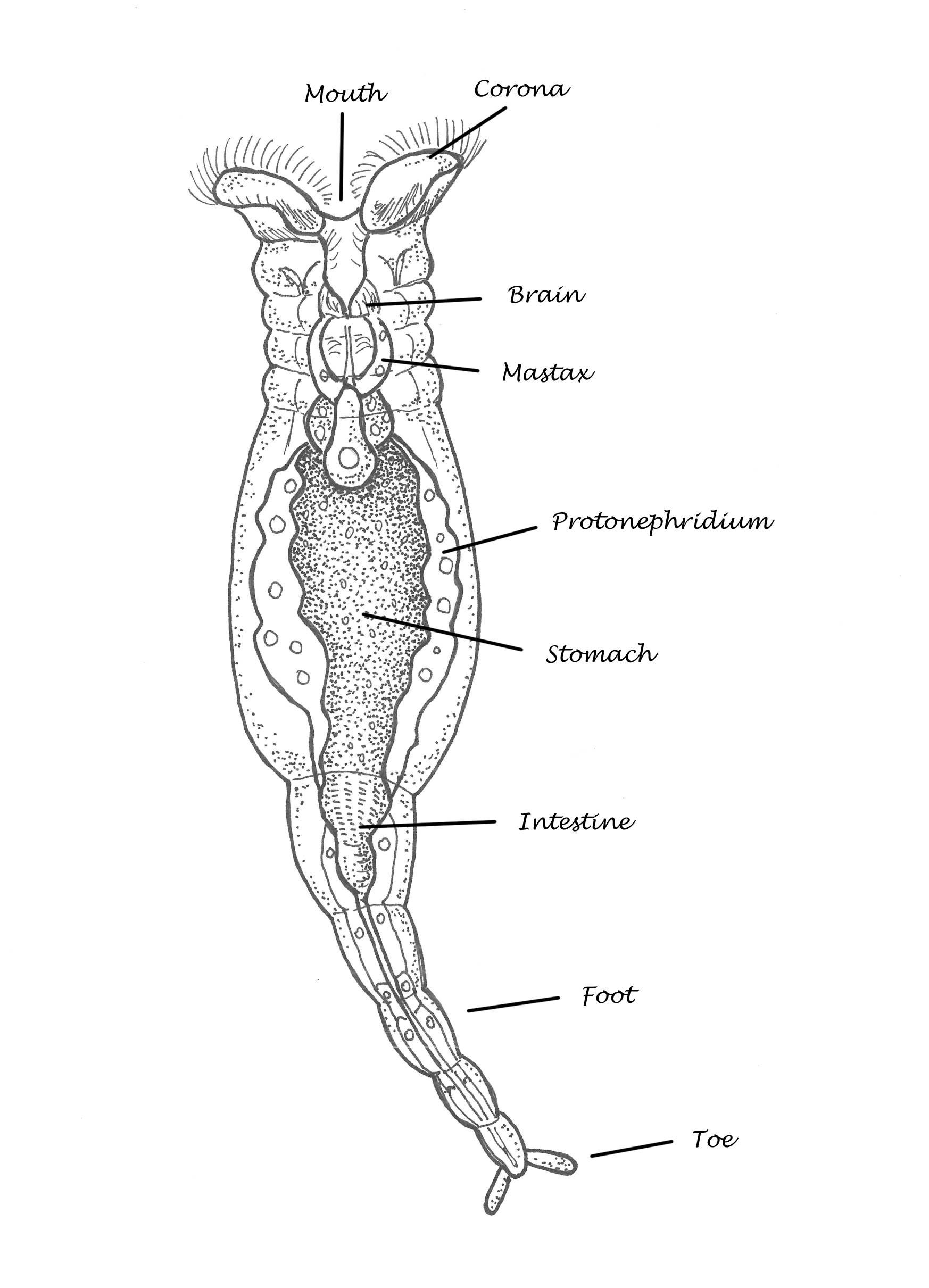 Illustration 11 Rotifer copy 2