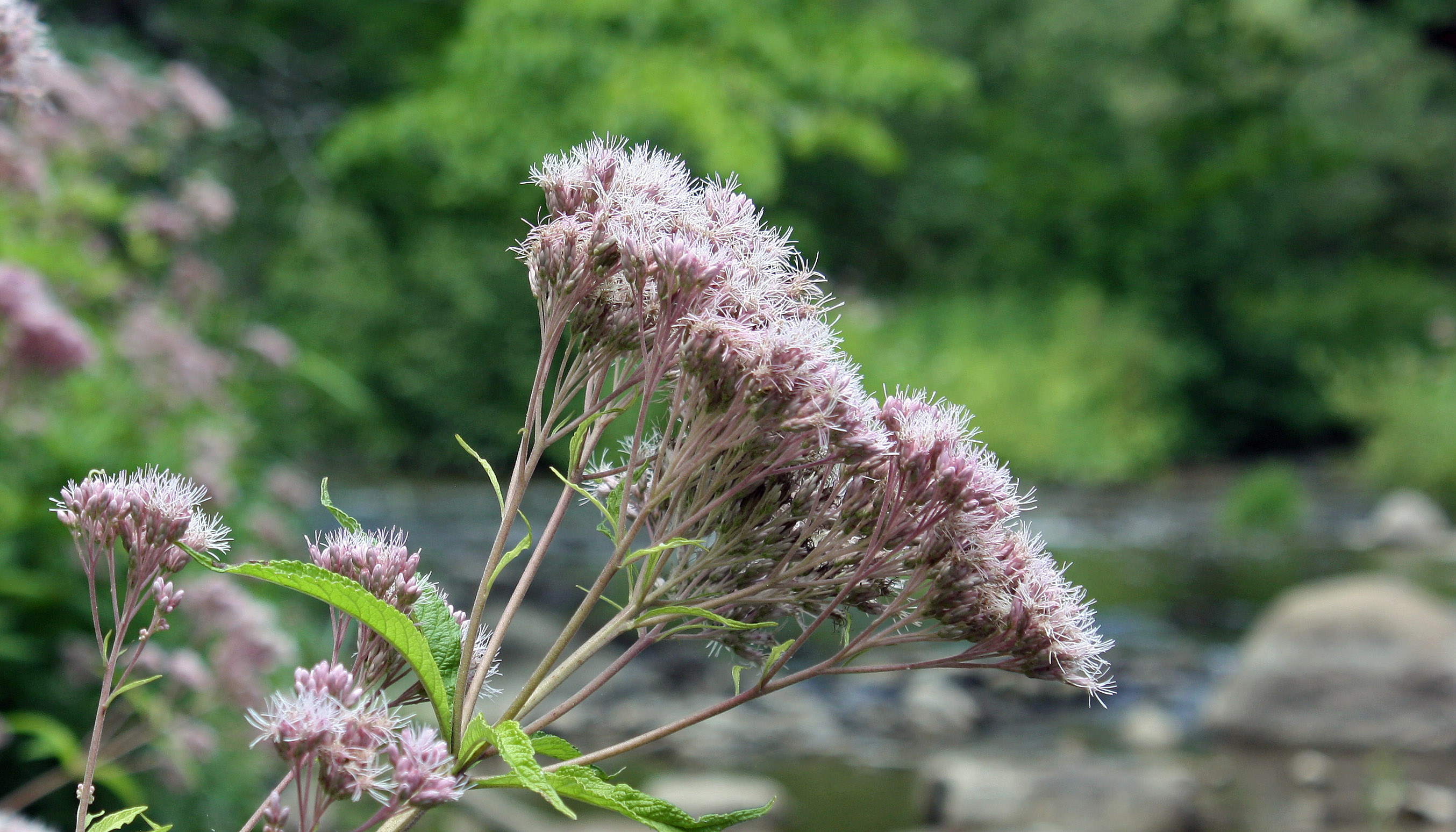 JoePieWeed river close JC
