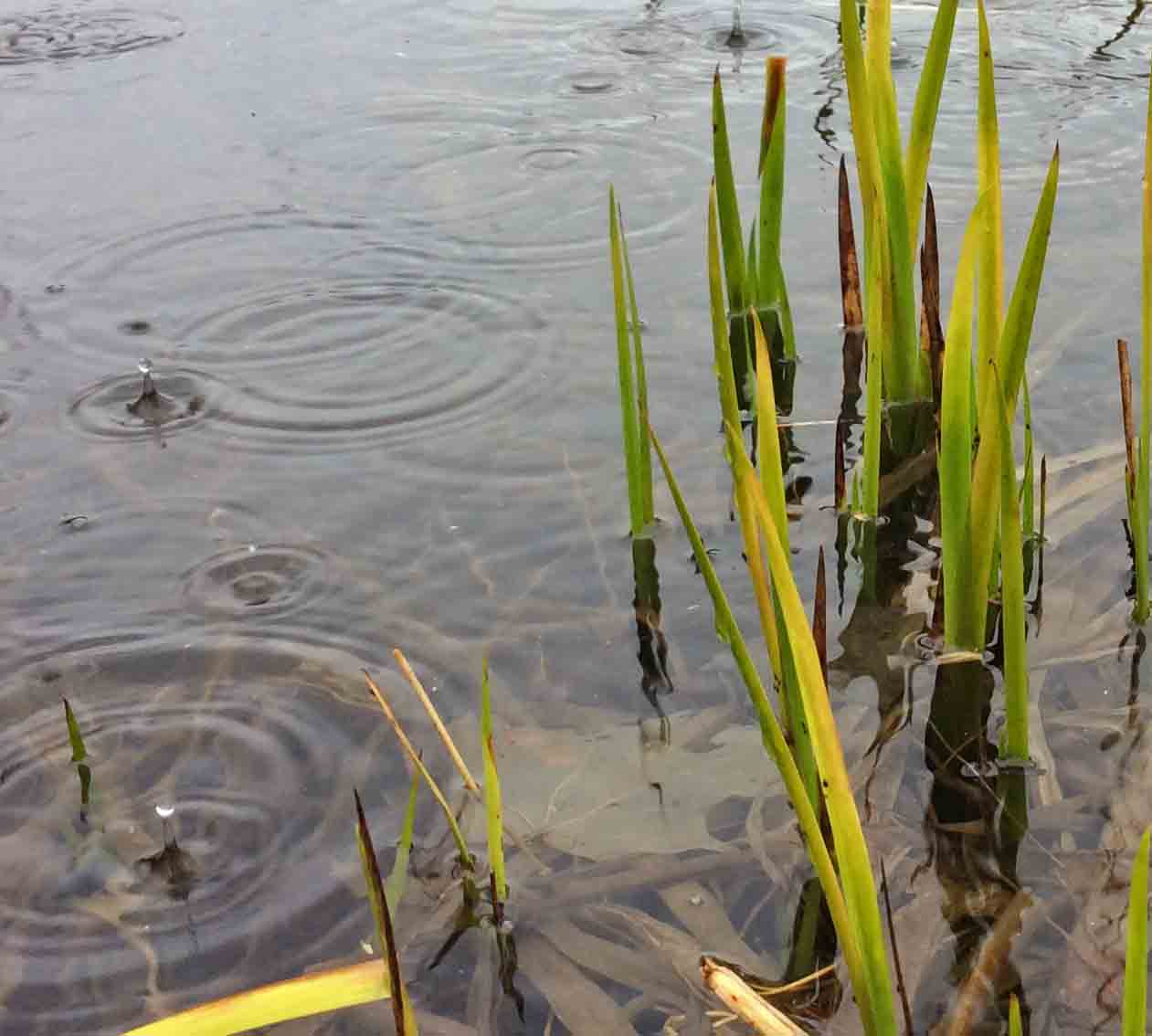 Water rain reeds 10 Pb
