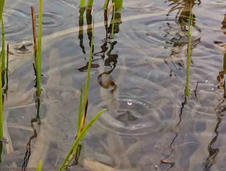 water rain reeds 9 Pb