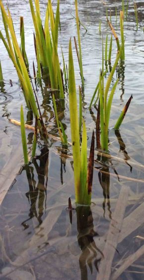 Water rain reeds4 Pb