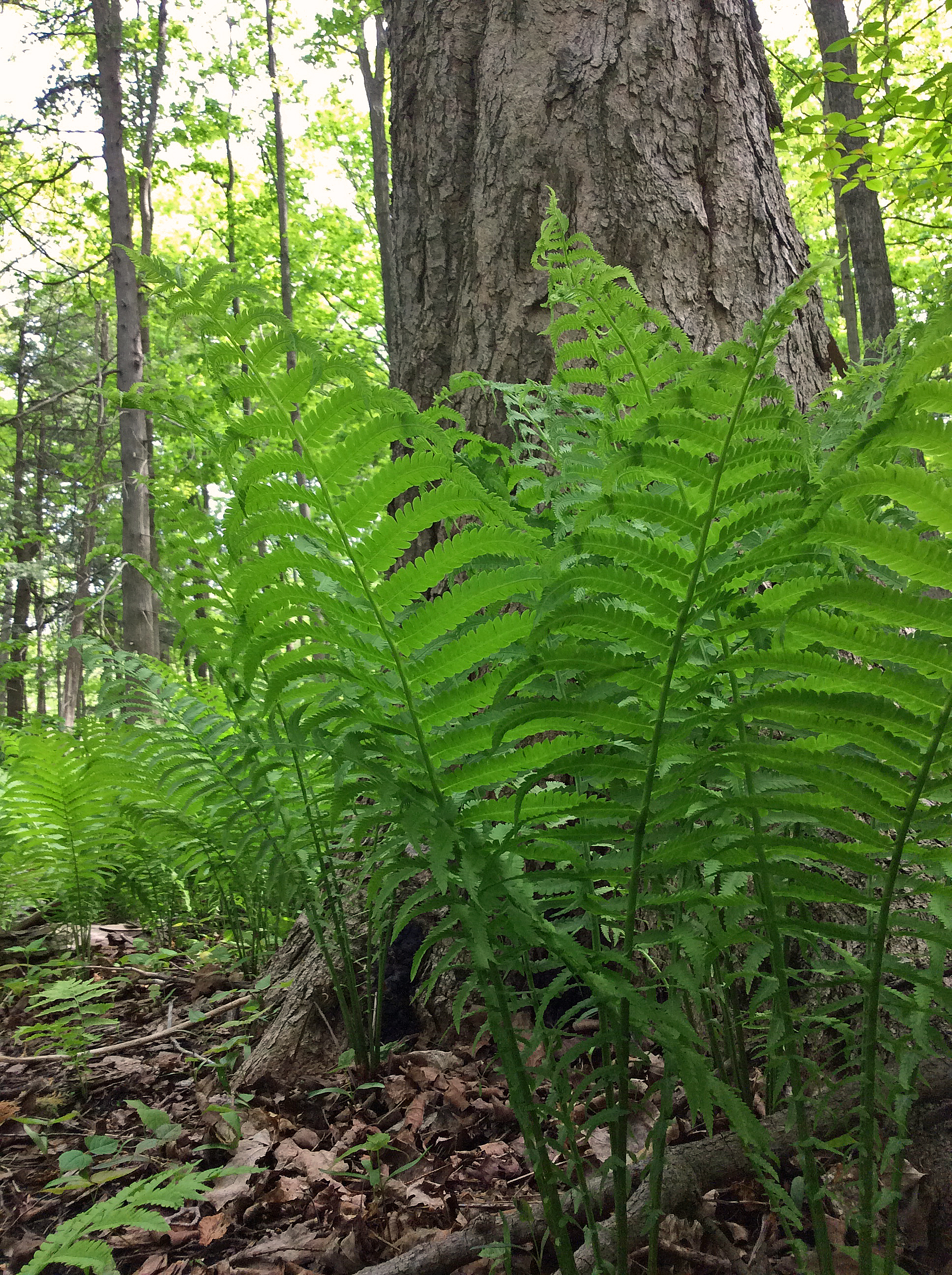 Fern ostrich close oak LR